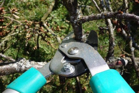 professional tree trimming cost in Victoria BC