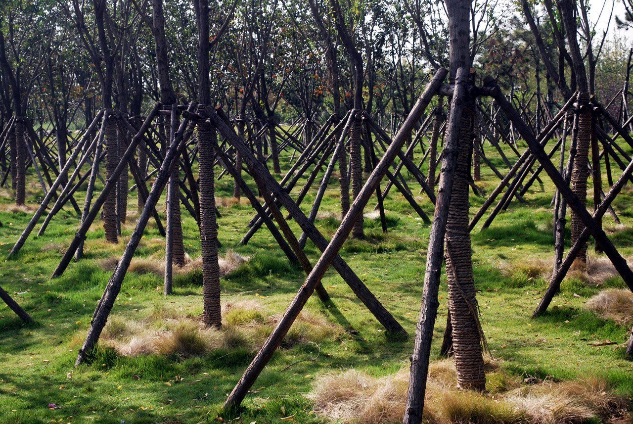 A field of young trees with bracing.