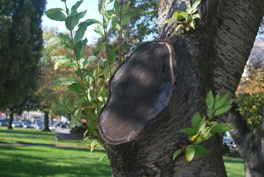 Contact Us Top Tree Service