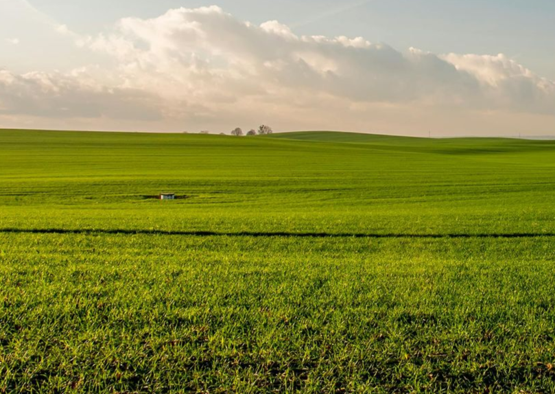 Vast green field under a cloudy sky; trees on the horizon, sunlit.