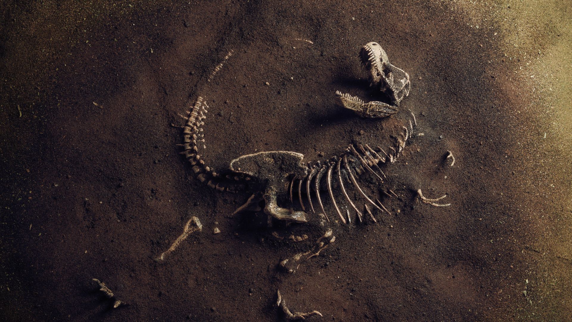A skeleton of a dinosaur is laying in the dirt.