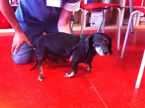 Un cagnolino in sala d'attesa