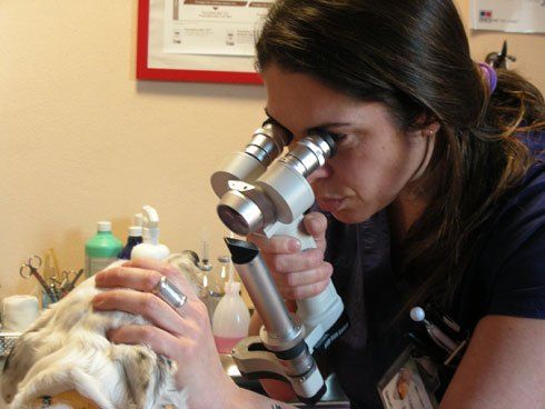 La Dottoressa Valentina Brighetti svolge un'analisi oculistica