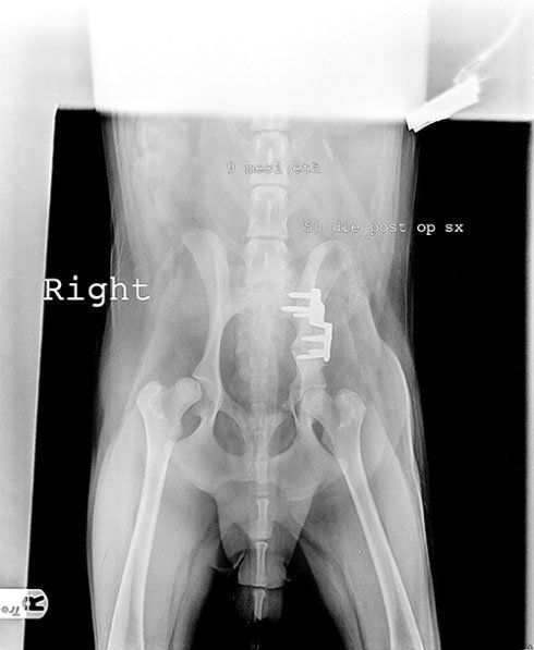 Lastra di una radiografia di un cane
