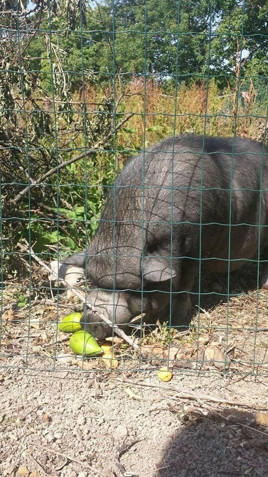 attività ricreative e all'aperto svolte dagli anziani della Residenza Villa Silvana a Salice Terme