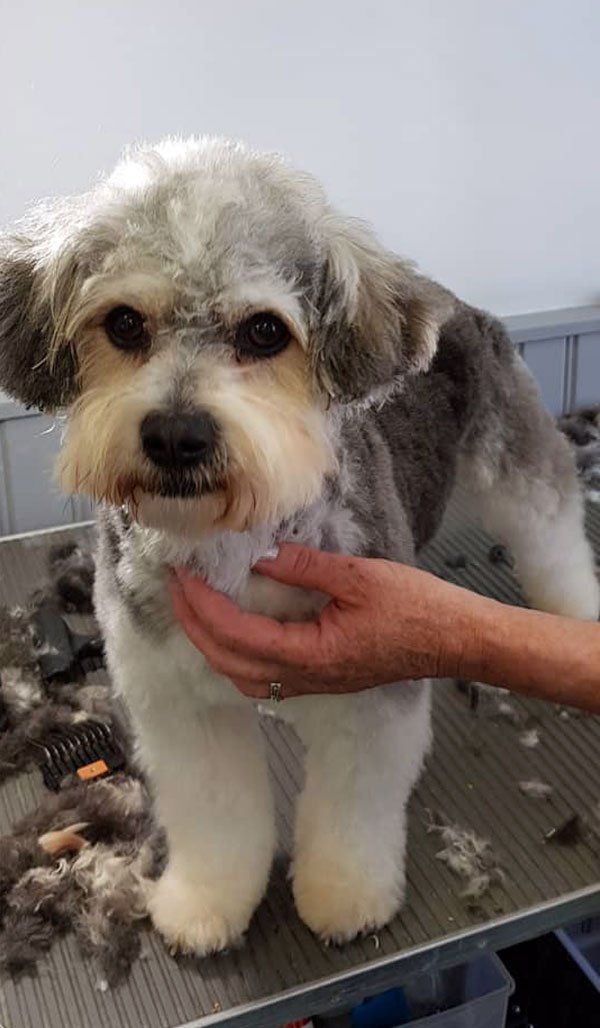 dog after grooming treatment