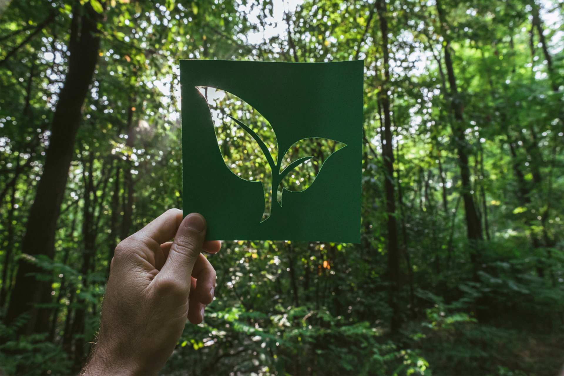 hand holding paper leaf in wood that symbolize eco friendly disposal