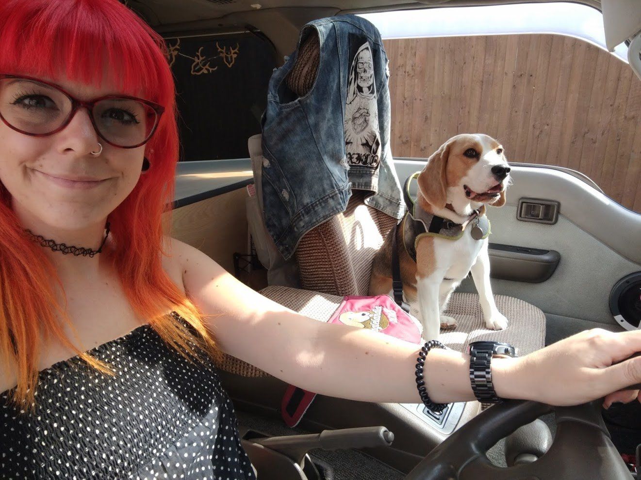 Dogs in cars