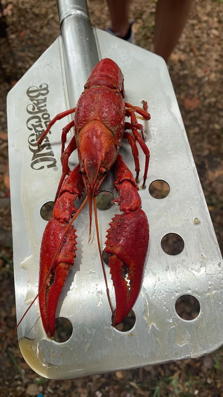A lobster is sitting on top of a shovel.