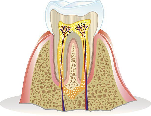 Root Canal Diagram — Parma, OH — Family Dental Care