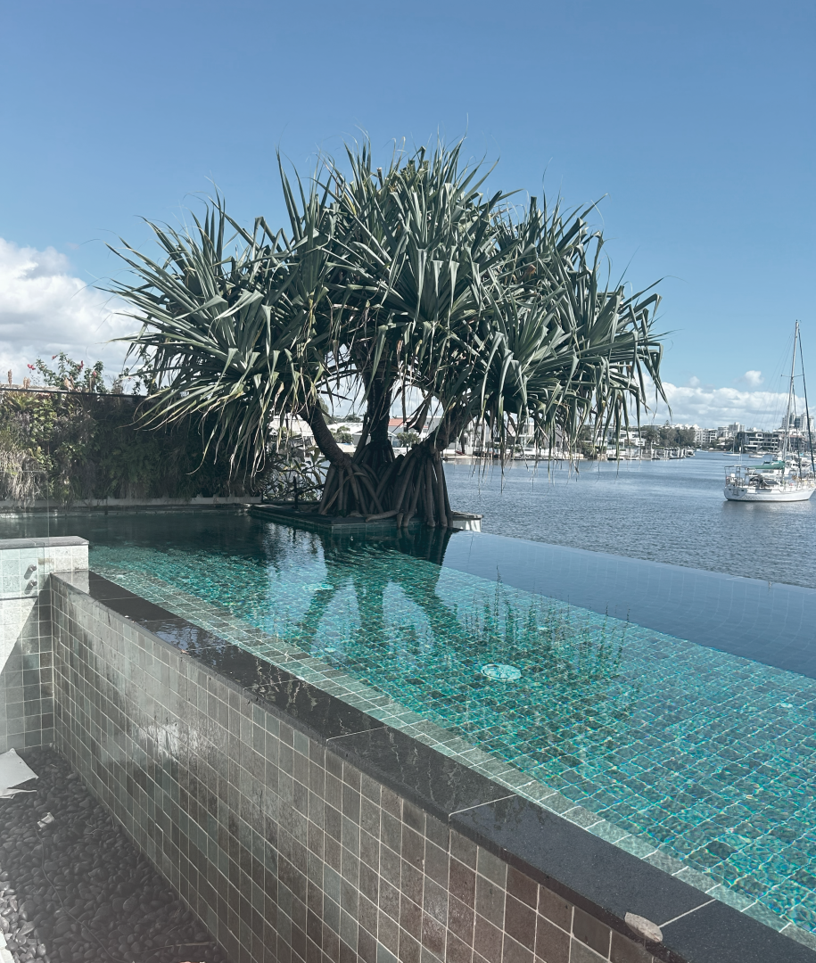 Pandannus Tree Next to Pool on Harbour — Commercial Asset Maintenance In Coolum Beach, QLD