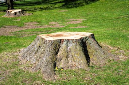 a tree stump sitting in the middle of a field