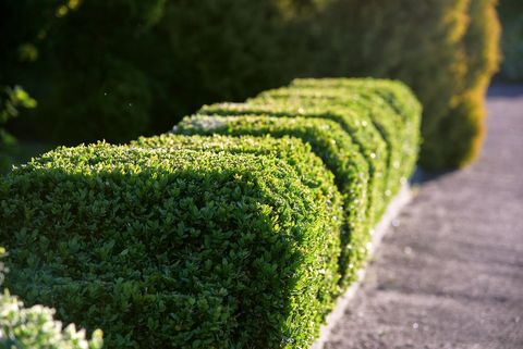 a row of green bushes next to a road