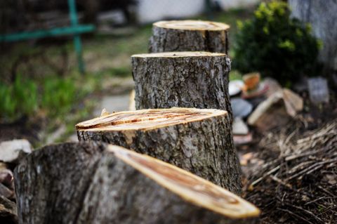 a close up of a group of trees that have been cut down