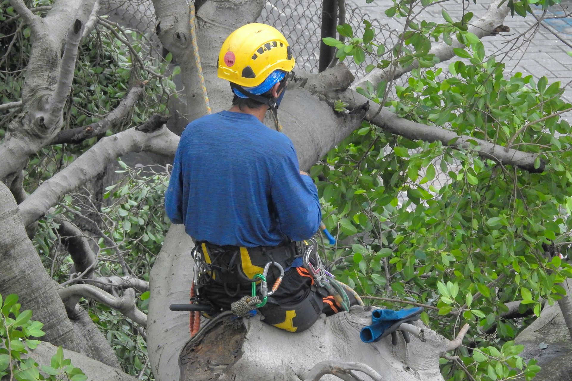 a man in a tree trimming a tree