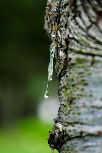 Close-up of tree bark with a translucent resin drip and water droplet, blurred green background.