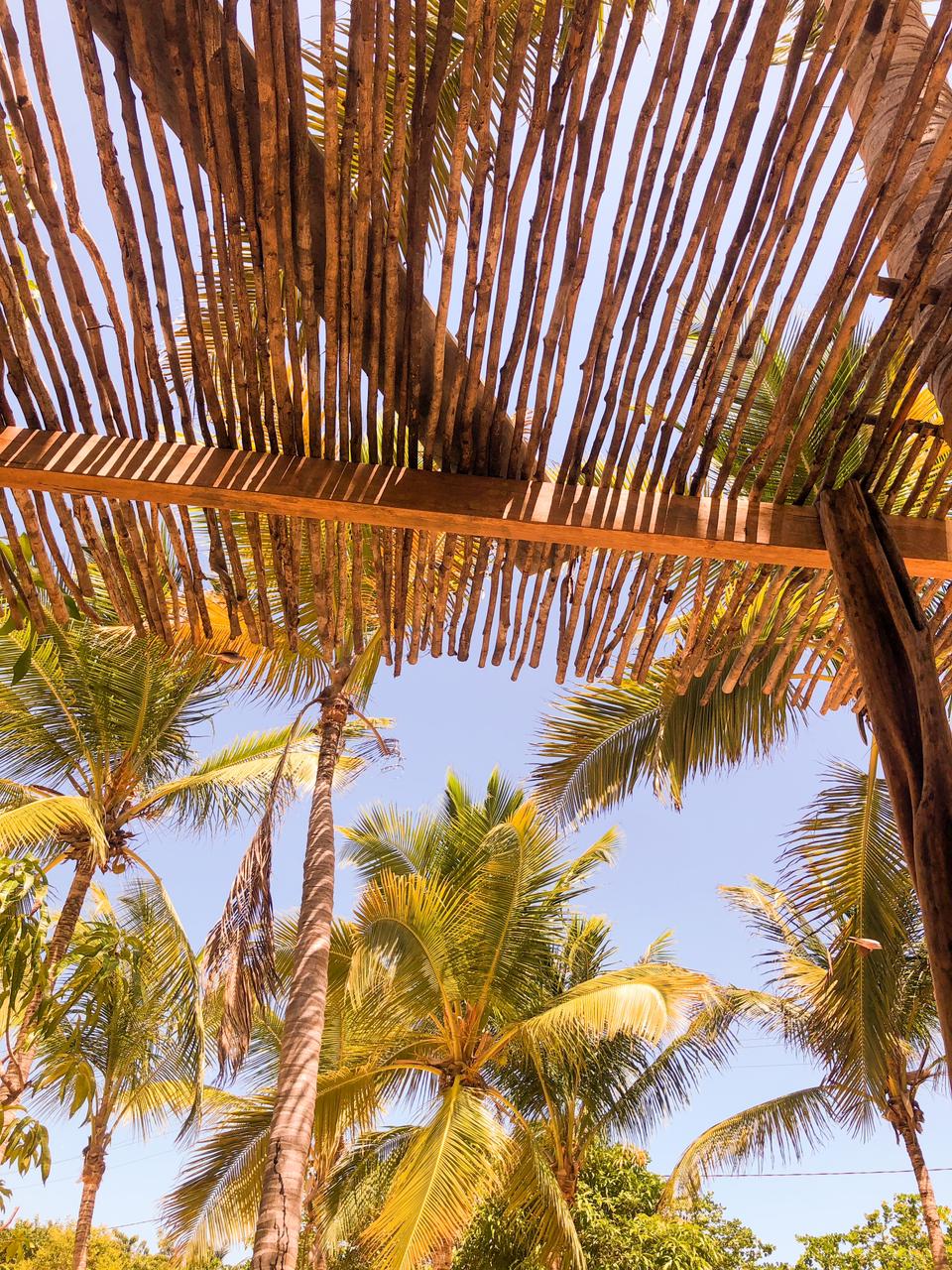 olhando para palmeiras sob uma cobertura de madeira