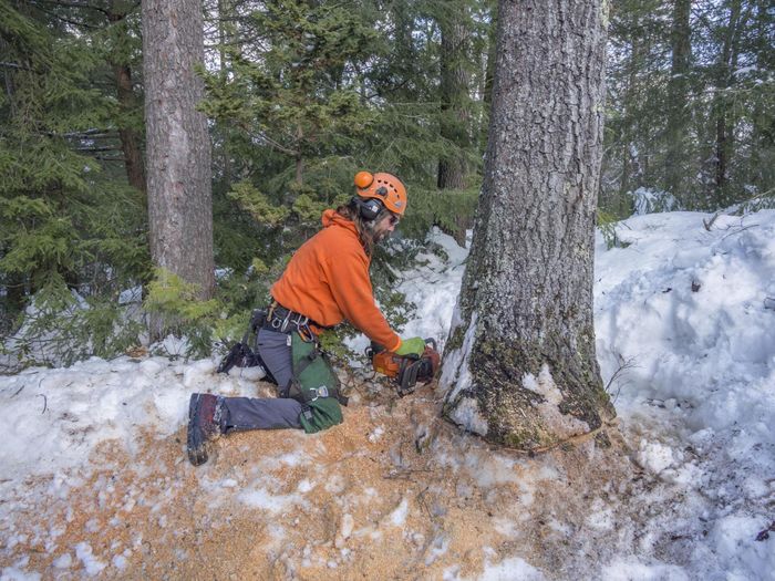 man sawing the tree