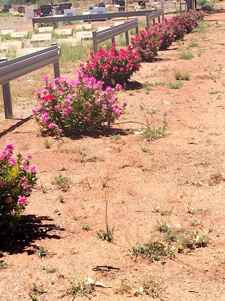 Pink flowering bushes line a roadside, adjacent to a guardrail and what appears to be a cemetery in a dry, sunny environment.