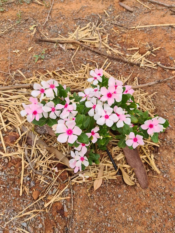 Pink and white flowers with red centers bloom amongst straw and brown earth.