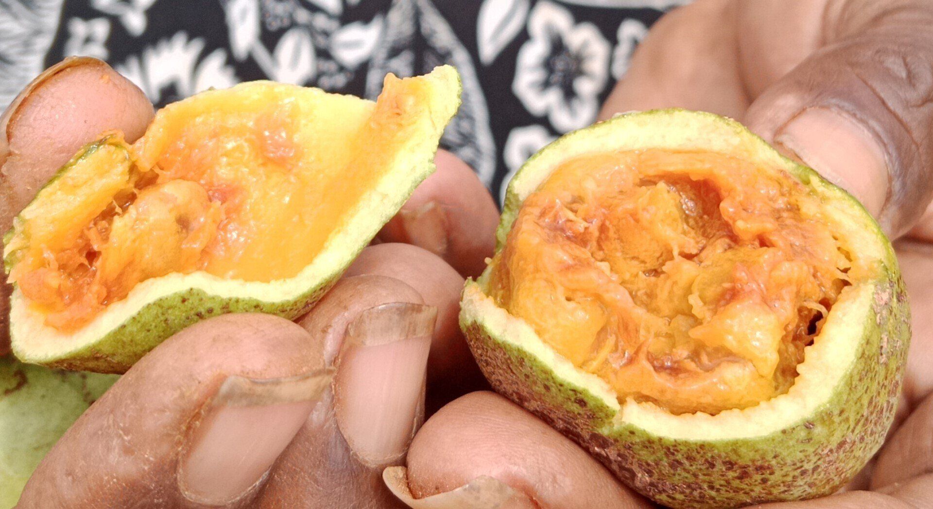 Hands holding a halved bael fruit, revealing orange pulp and seeds within a green rind.