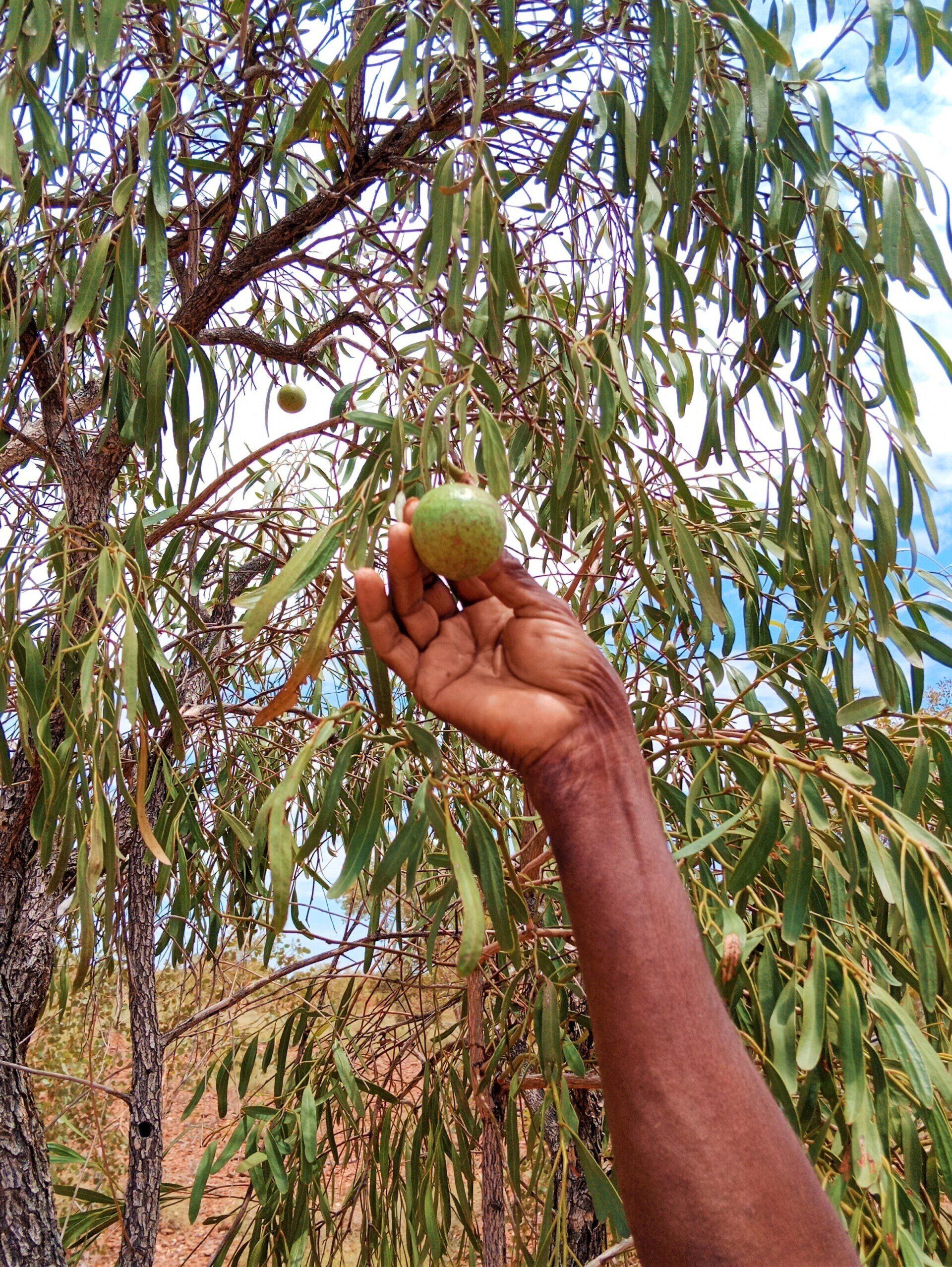 A hand reaching for a green fruit on a tree with long, thin leaves under a blue sky.