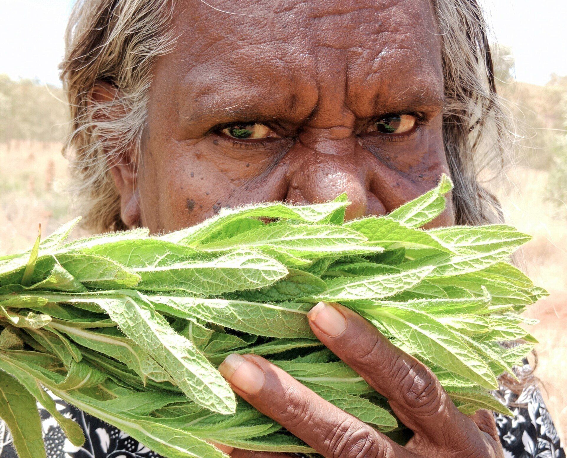 An Indigenous woman holding a bundle of green leaves, looking intently towards the viewer.