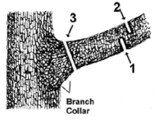 3-Part Rule for removing large branches