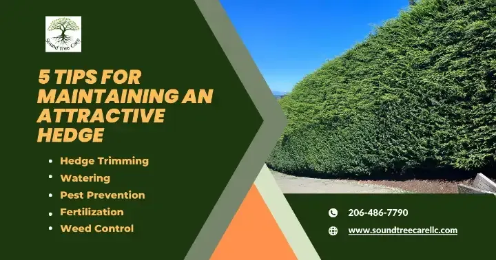 5 Expert Tips For Maintaining An Attractive Hedge