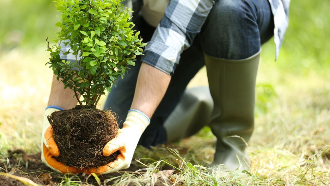 8 things to consider before planting a tree on your seattle property, choosing the right tree, sound tree care