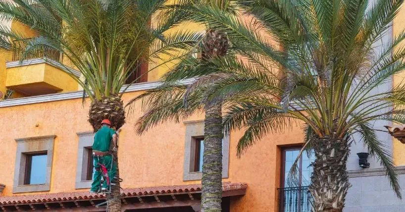 a man is standing on a palm tree in front of a building .