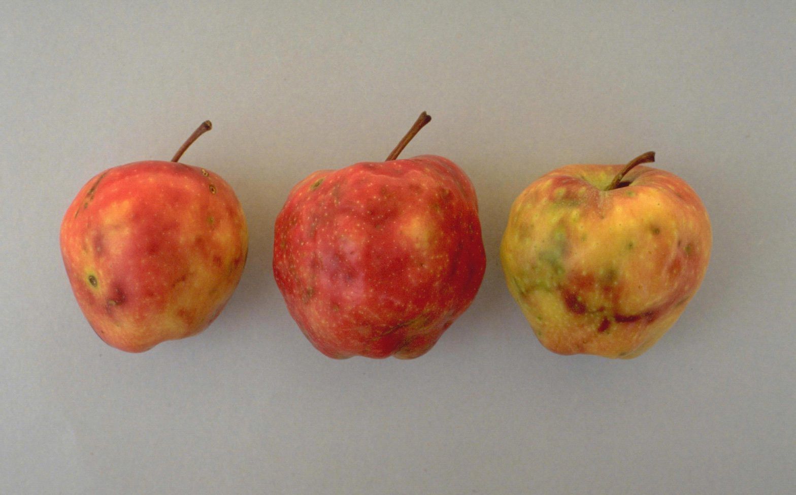 Signs of Apple Maggots feeding on the flesh on an apple - Image courtesy of the WISC.