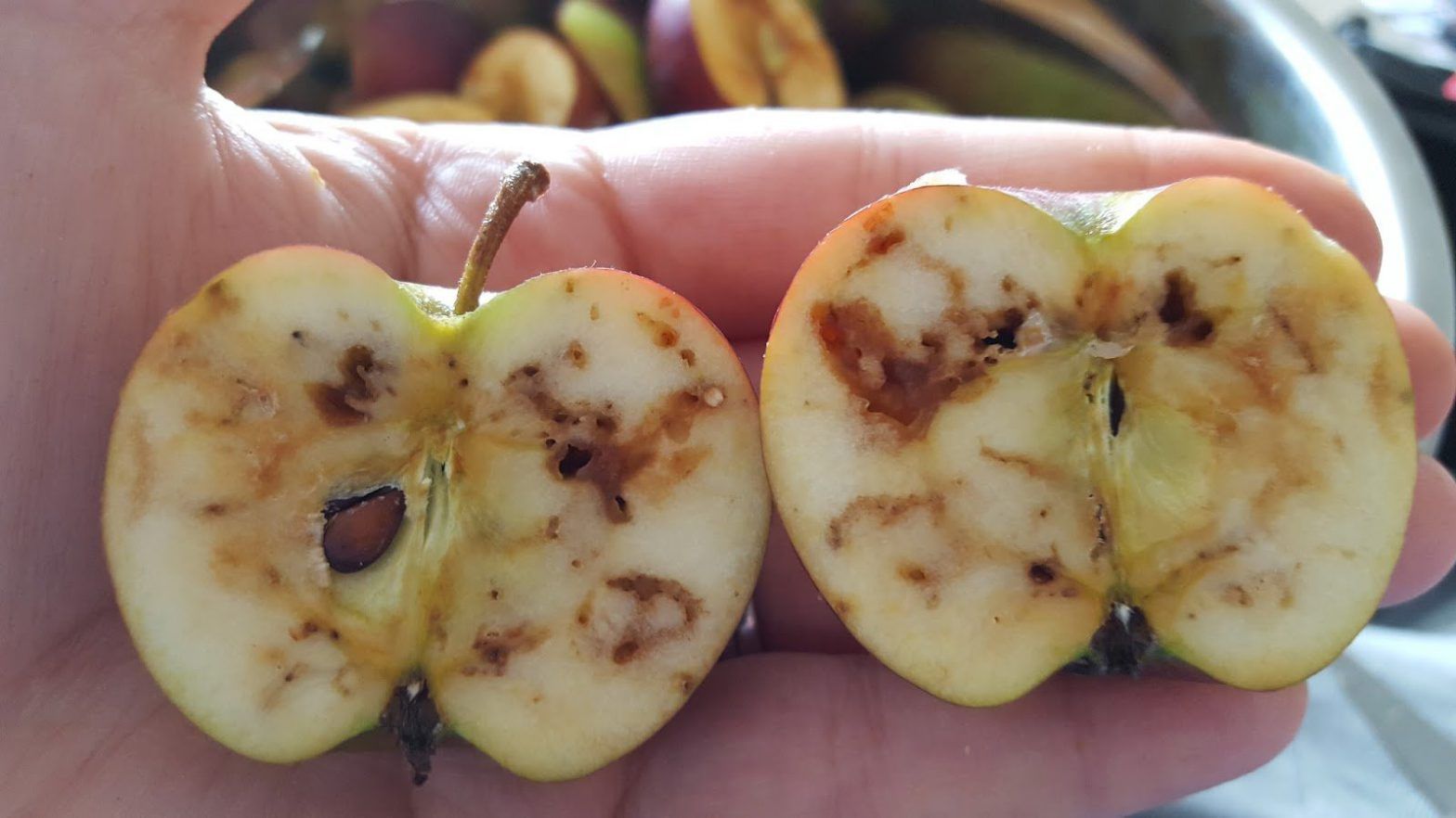 patches of decayed apple flesh due to Apple Maggots