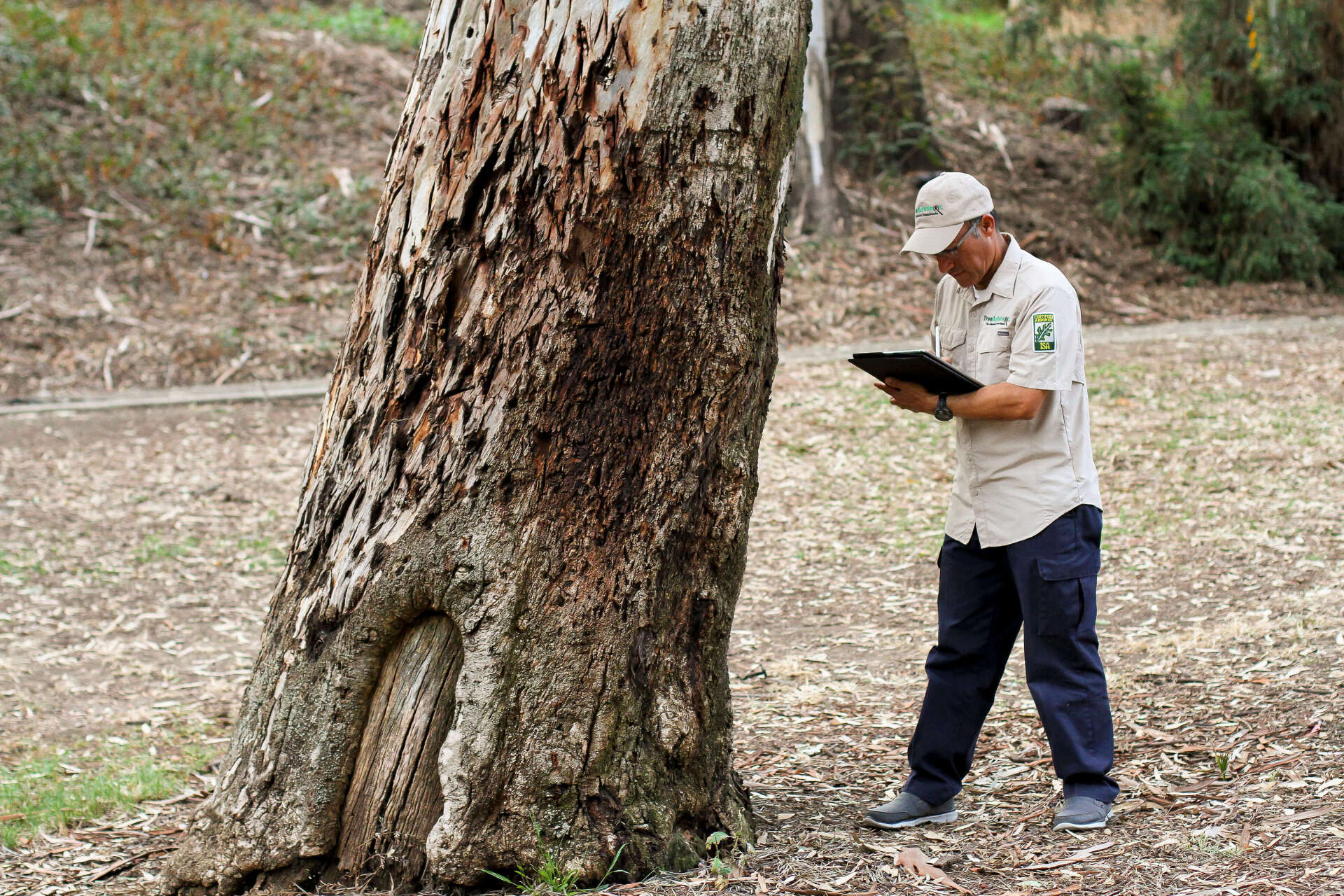 certified arborist tree risk assessment