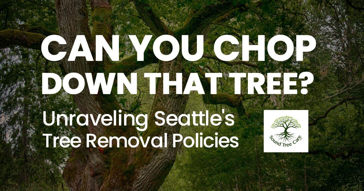 can you chop down that tree, unraveling Seattle's Tree Regulations, Sound Tree Care