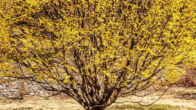 flowering trees, things to consider before planting a tree on your seattle property, sound tree care
