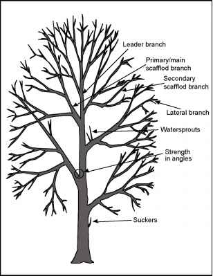 pruning pear trees diagram