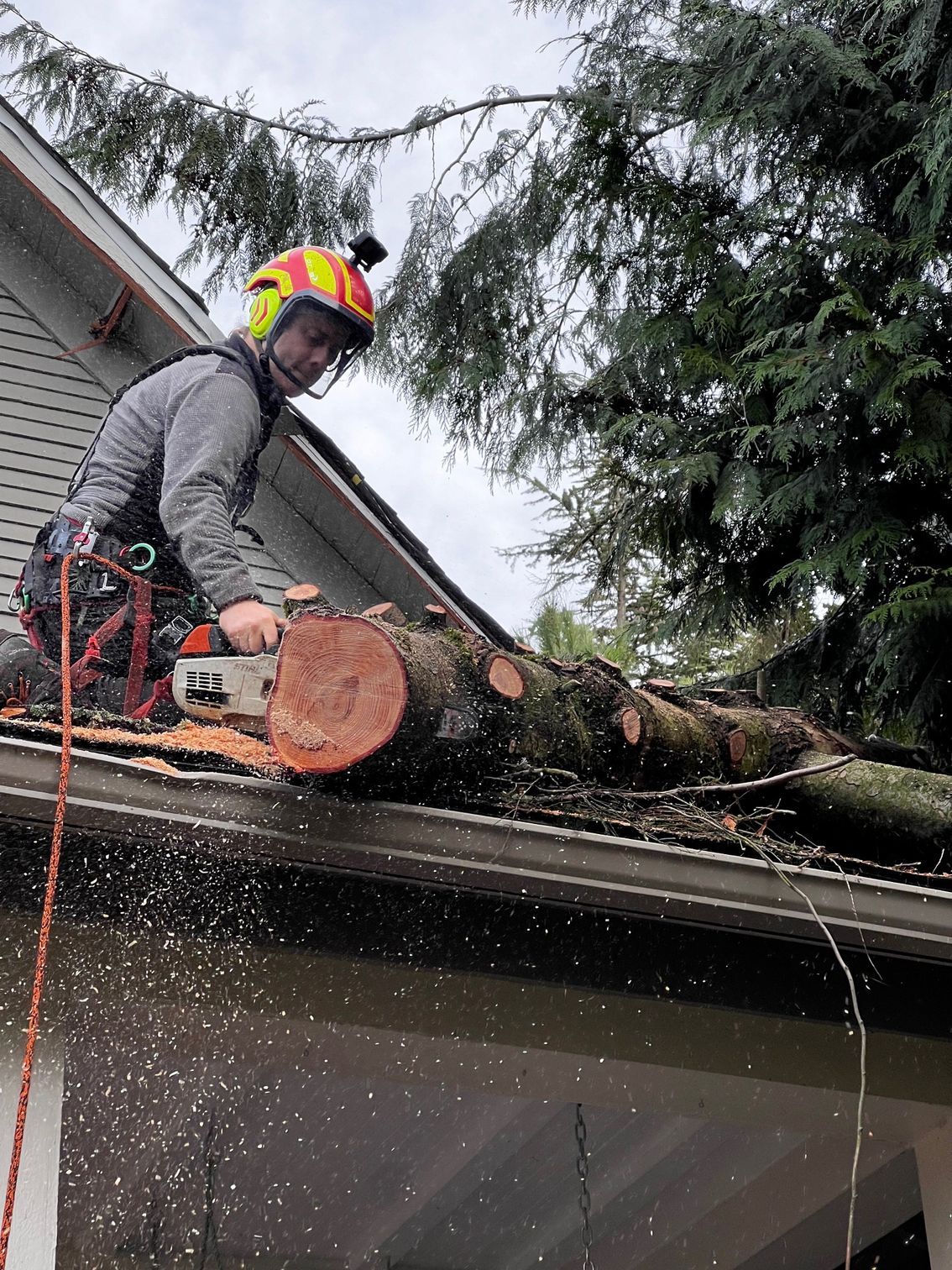 Sound Tree Care arborist remove tree from roof in Seattle