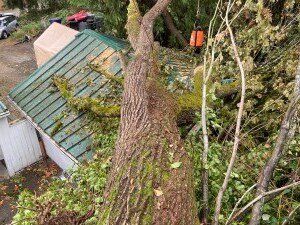 A large tree has fallen on top of a green garage