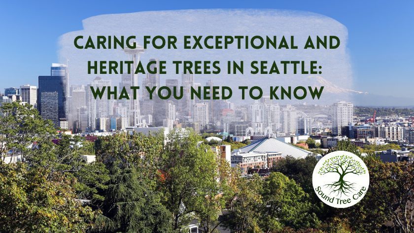 Exceptional And Heritage Trees In Seattle What You Need To Know - Sound Tree Care