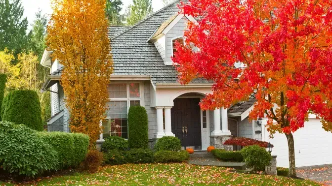 expert tips on fall tree care, tree care specialists, seatac, seattle wa, sound tree care