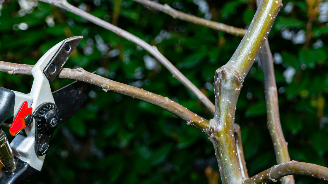 Heading Cut Back, Pruning Fruit Trees For Better Fruit Production, Sound Tree Care LLC , Seatac, Seattle WA