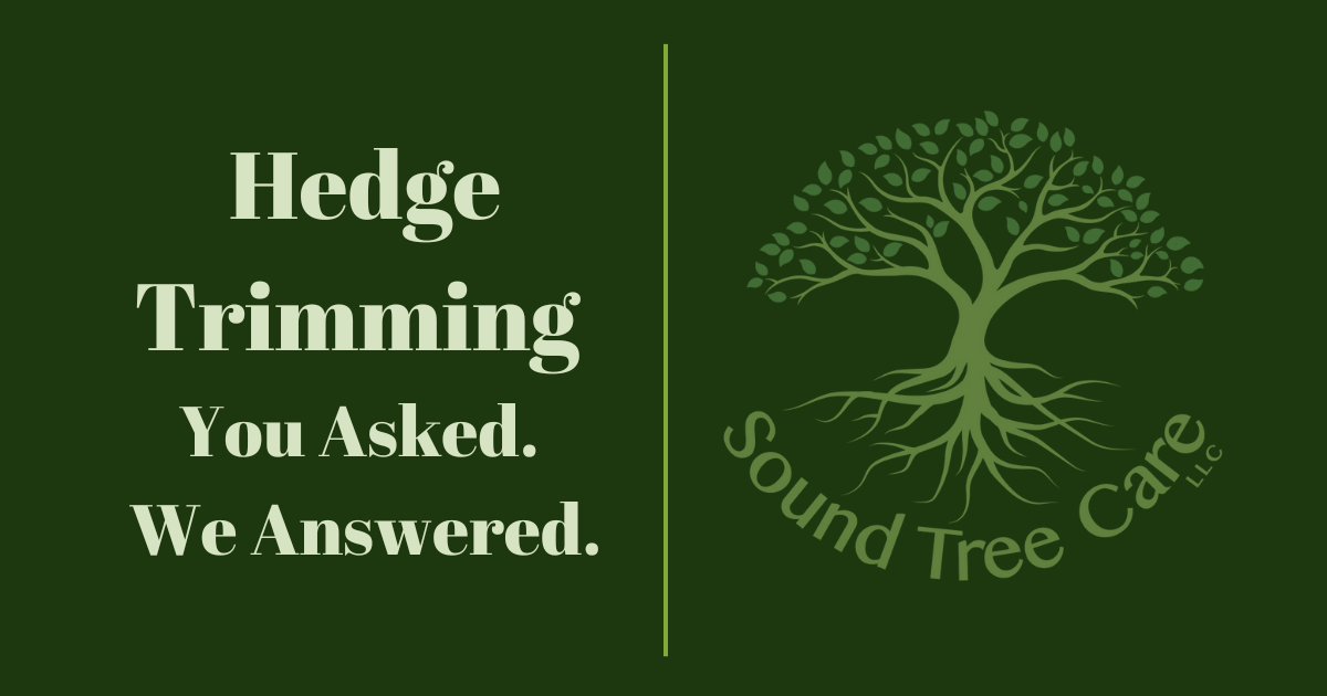 Hedge Trimming - you asked, we answered - Sound Tree Care