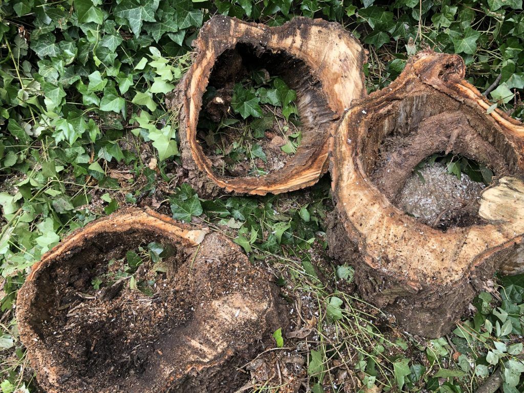 Hollow Tree Stump