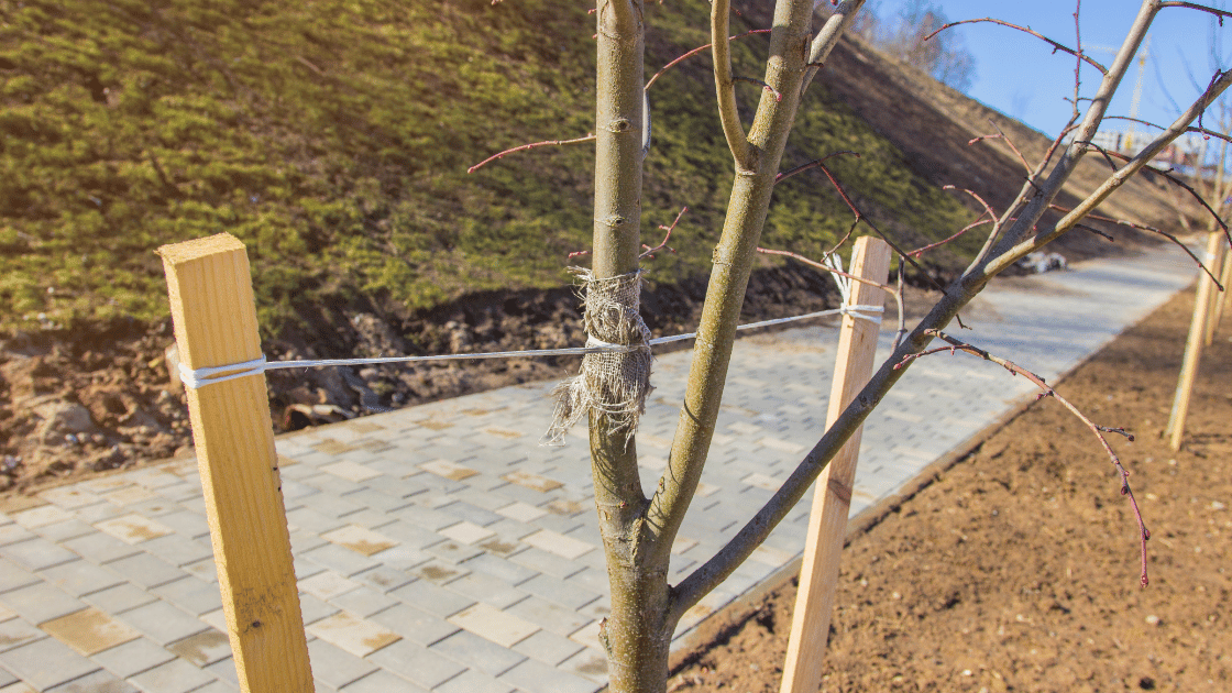 Tree Support System in Seattle Sound Tree Care LLC