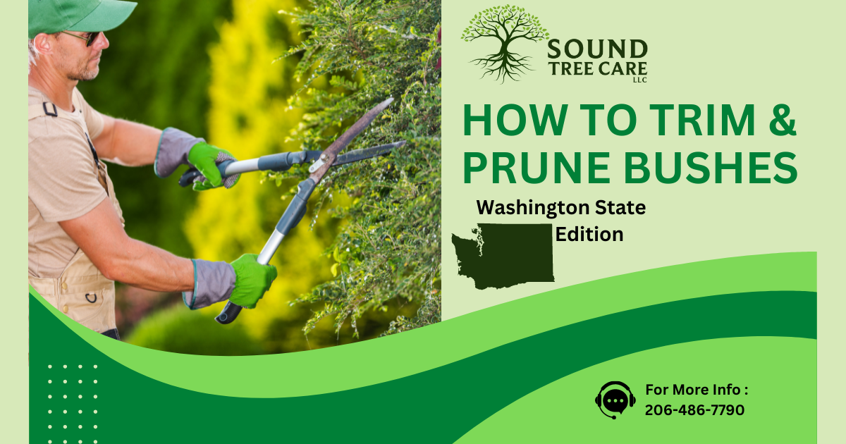 how to trim and prune bushes graphic
