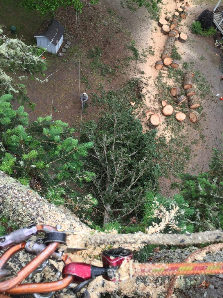 West Seattle tree removal