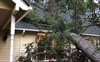 tree on home