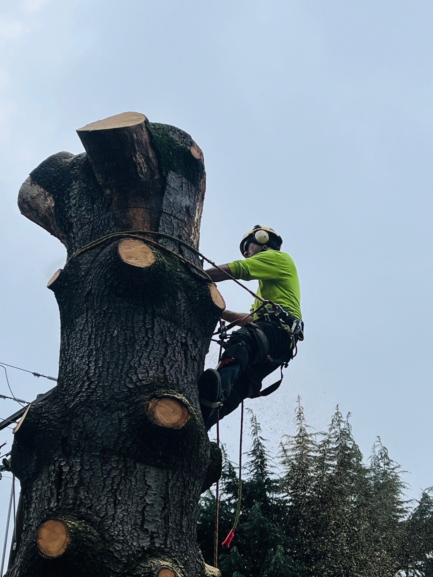 large residential tree removal 