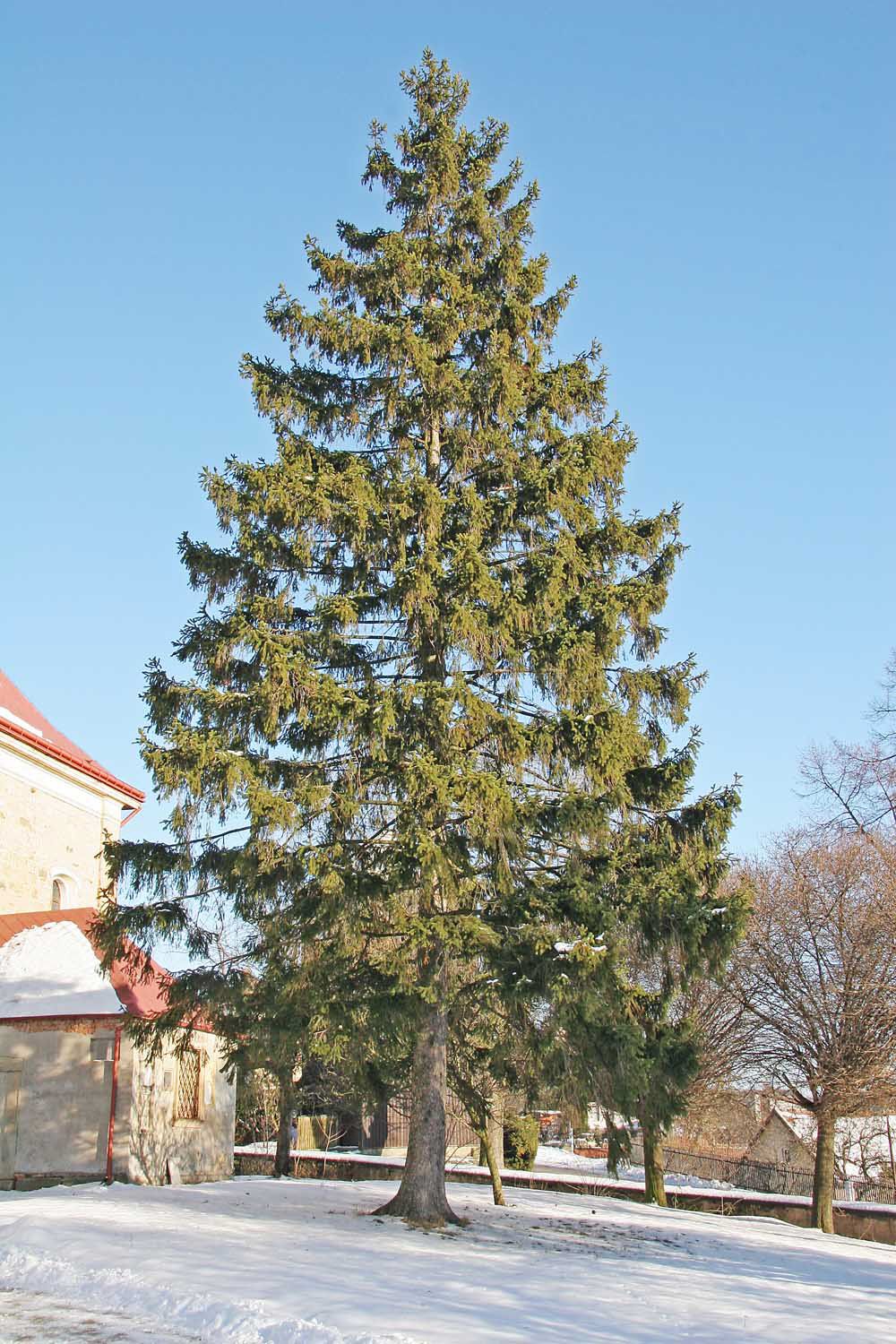 Norway spruce tree with drooping evergreen branches